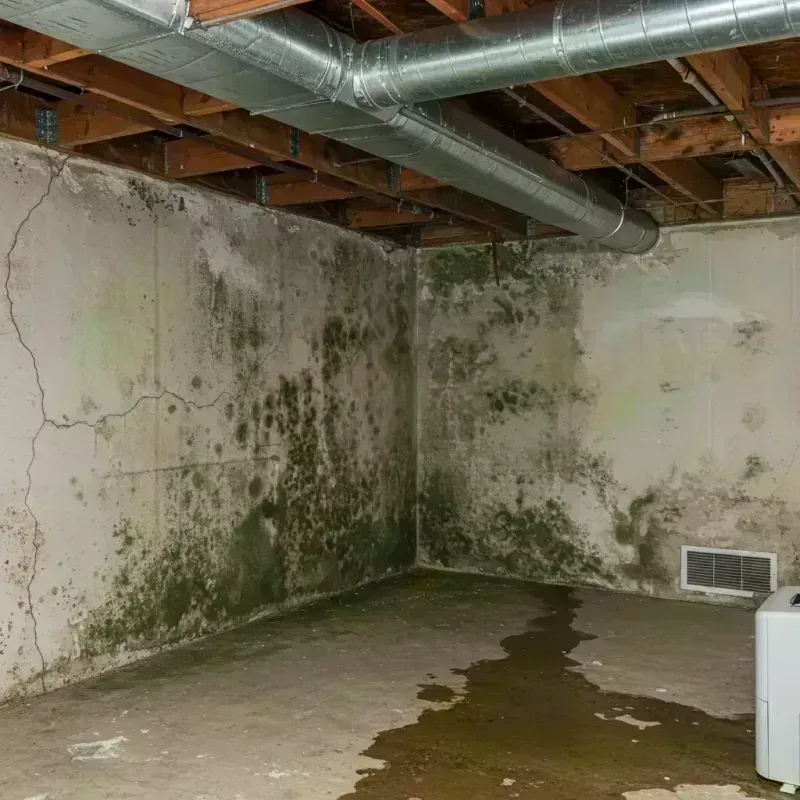 Professional Mold Removal in Madison, GA